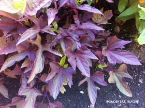 Ipomoea batatas 'Blackie'